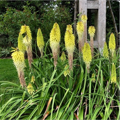 Mnohokvět bílý Kleopatřina jehla Kniphofia prodej prostokořenných sazenic 1 ks