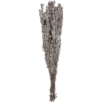 Pubescens