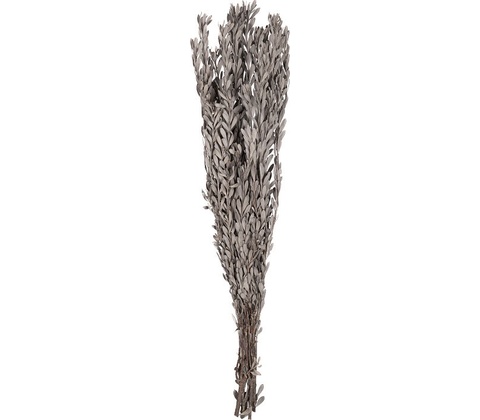 Pubescens