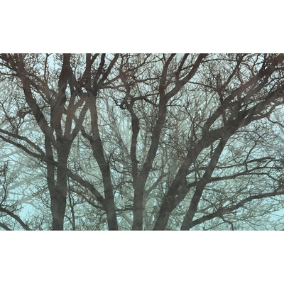 Komar Vliesová fototapeta Whispering Woods 400 x 250 cm