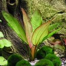 Echinodorus Devils Eye