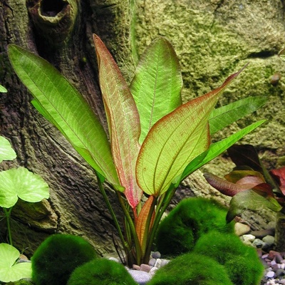 Echinodorus Devils Eye