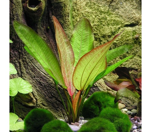 Echinodorus Devils Eye