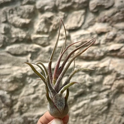 Tillandsia pruinosa Red