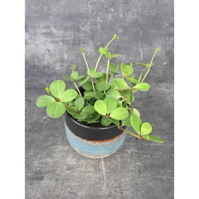 Peperomia Tetraphylla Hope 12 cm