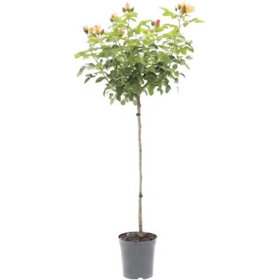 Ruže záhonová výška kmeňa 60 cm FloraSelf Rosa x hybrid 'Hansestadt Rostock' kvetináč 6,5 l
