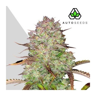 Auto Seeds Blue Dream Auto semienka neobsahujú THC 5 ks