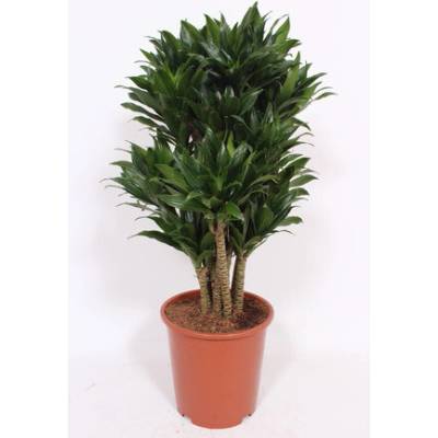 Dracaena fragrans compacta 27x120 cm