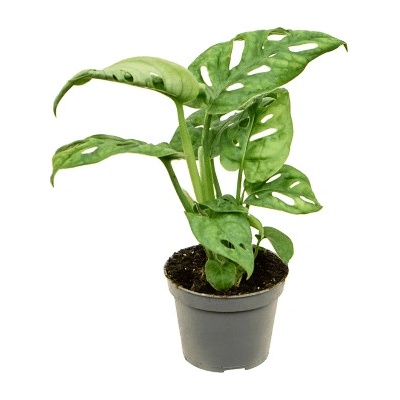 Monstera obliqua 6x12 cm