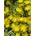 Kosmatec "Yellow"