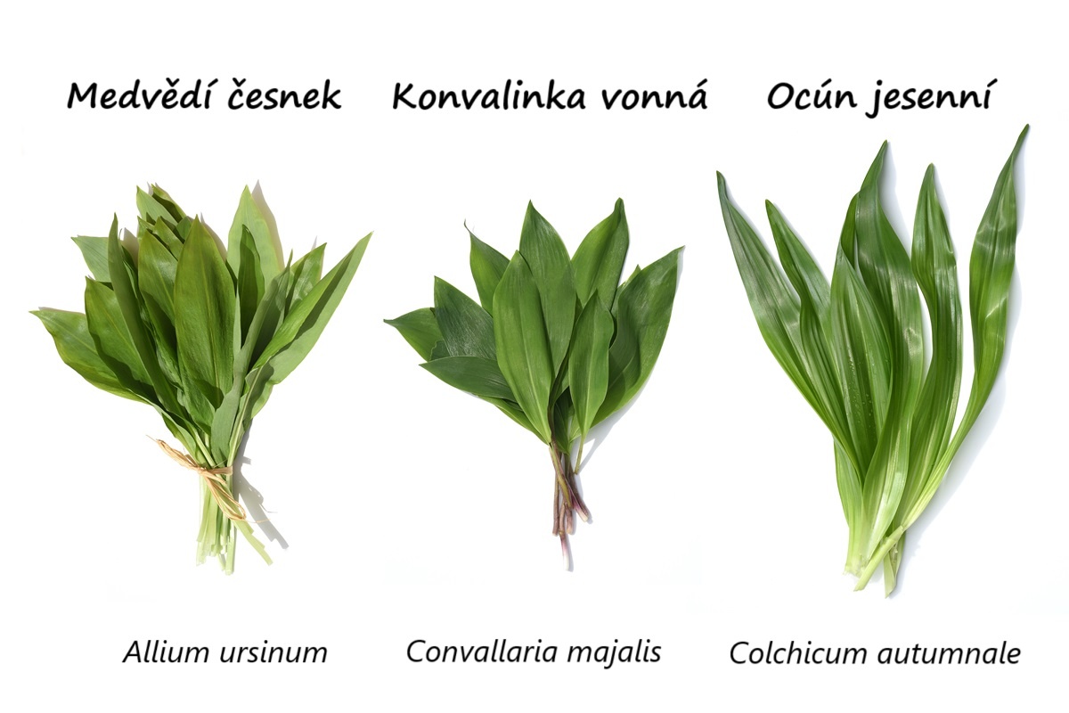 Odlišnost od ostatních bylin