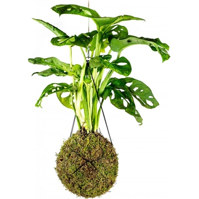 Gardners Kokedama Monstera adansonii Monkey Mask (L) Monstera, Adansonova monstera, Švýcarský sýr 1 ks
