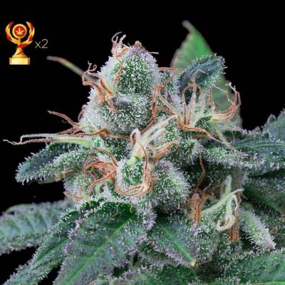 Exclusive Seeds Bank Super Mandarina semena neobsahují THC 3 ks