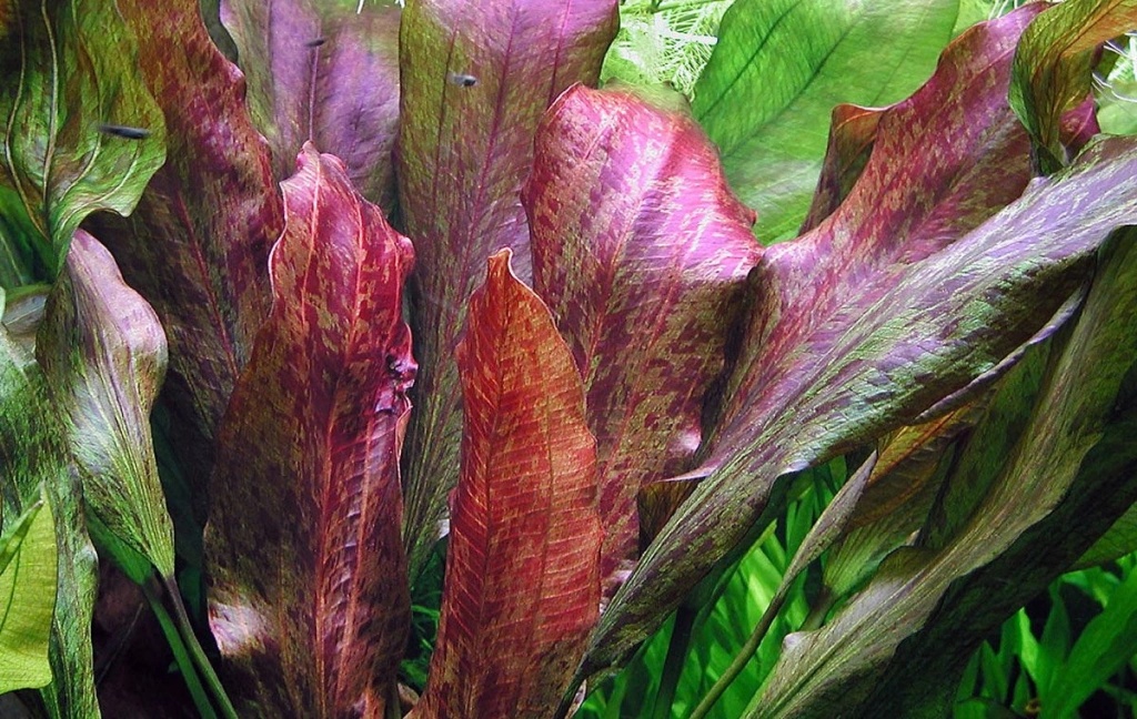 Echinodorus Red Flame