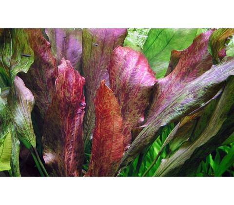 Echinodorus Red Flame
