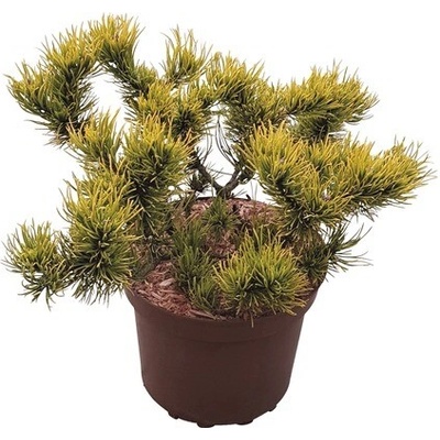 Borovica kleč FloraSelf Pinus mugo 'Carstens Wintergold' výška 25-30 kvetináč cm 4 l