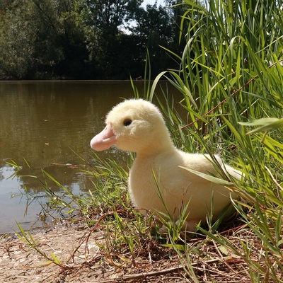 Eco-Friendly Rappa káčátko 24 cm