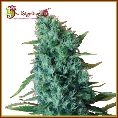 Dr. Krippling Seeds Gorilla Infested Gelato AUTO semena neobsahují THC 5 ks