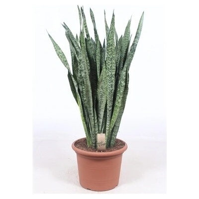 Sansevieria zeylanica 35x110 cm