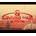 Surviving Mars Season Pass