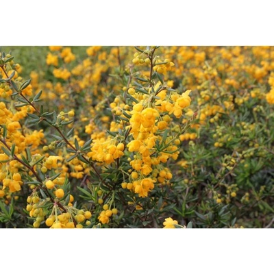 Berberis stenophylla 30-40 C2L