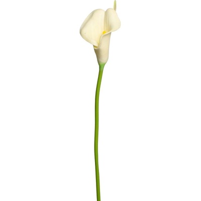 KS CALLA BIELA 35cm