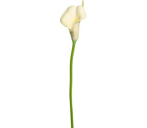 KS CALLA BIELA 35cm