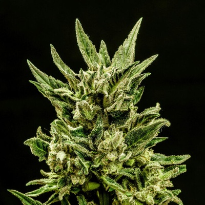 Kannabia Seeds Kritic AUTO semena neobsahují THC 100 ks