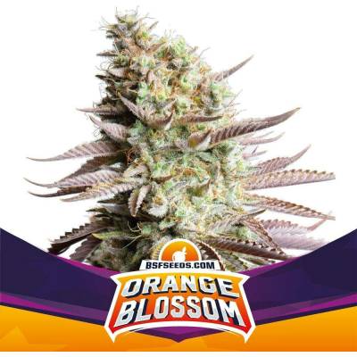 BSF Seeds Orange Blossom semena neobsahují THC 12 ks