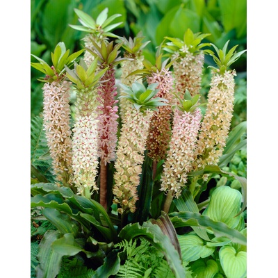 Chocholka 'Comosa' 1 ks