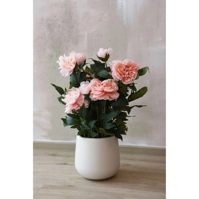 eshop-kvetinace.sk Umelá pivonka v krémovom kvetináči PEONY, výška 70 cm, ružová