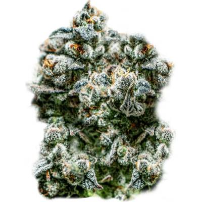 Super Strains Runtz auto semena neobsahují THC 3 ks
