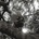 Hello, Hi - Ty Segall CD