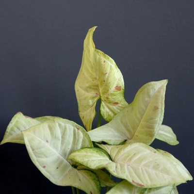 Syngonium Milk Confetti
