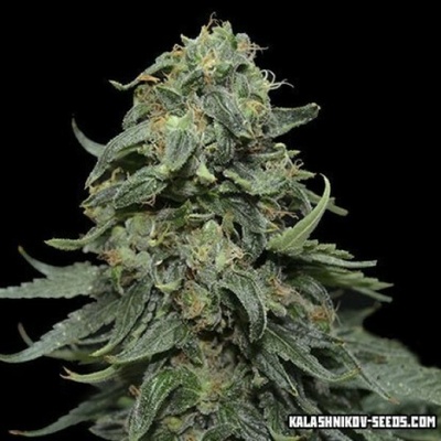 Kalashnikov Seeds Kabul Express semienka neobsahujú THC 3 ks