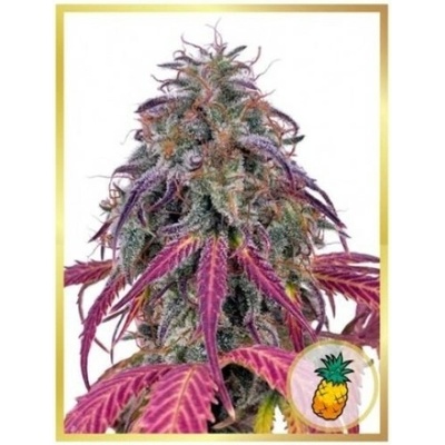 Mr. Hide Seeds Mr. Tropicanna Hide semena neobsahují THC 5 ks