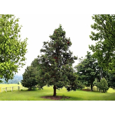 Kryptoméria japonská Cristata, výška 50-60 cm, kvetináč 23 cm