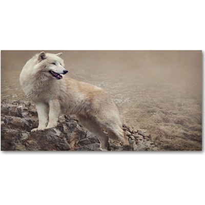 Foto obraz sklo tvrzené Biely vlk na skale 100x50 cm