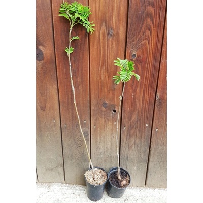 Jarabina vtáčia - sladkoplodá (Sorbus aucuparia ´edulis´) veľkosť 100-150cm