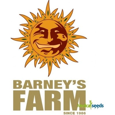 Barney's Farm Glookies semena neobsahují THC 5 ks – Zboží Mobilmania