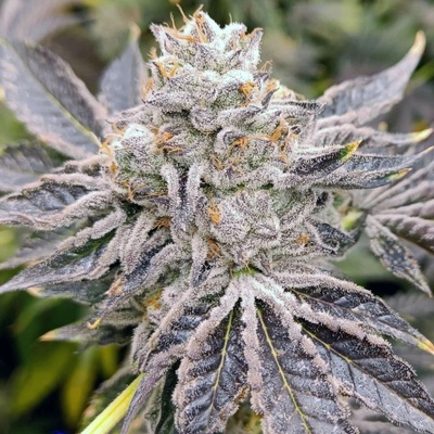 Genehtik Euskal Zkittlez semienka neobsahujú THC 25 ks