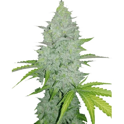 Fastbuds Original Auto Cheese semienka neobsahujú THC 100 ks