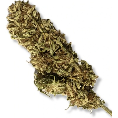 Santa Maria CBG Critical CBG 12 % THC 0,1 % 1 g – Hledejceny.cz