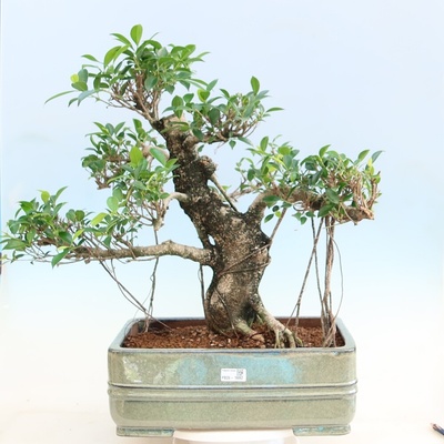 e-bonsai Pokojová bonsai - Ficus kimmen - malolistý fíkus