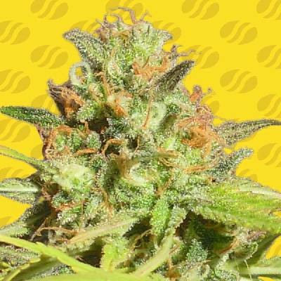 Original Sensible Seeds Zkittlez AUTO semena neobsahují THC 5 ks