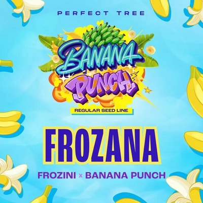 Perfect Tree Frozana regular semienka neobsahujú THC 12 ks