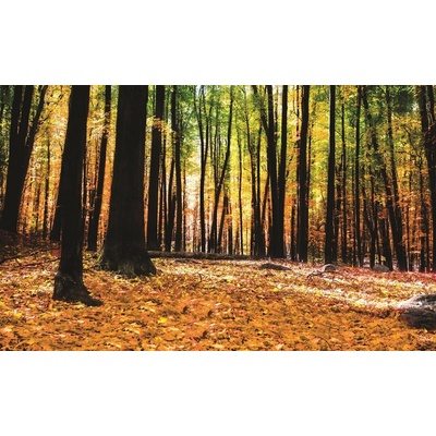ForWall Fototapeta Les vlies rozměry 152,5 x 104 cm