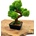 Machový 3D bonsai