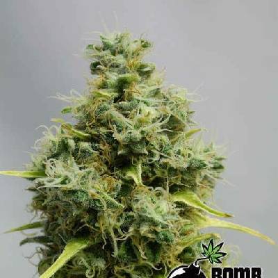 Bomb Seeds Big Bomb semena neobsahují THC 5 ks
