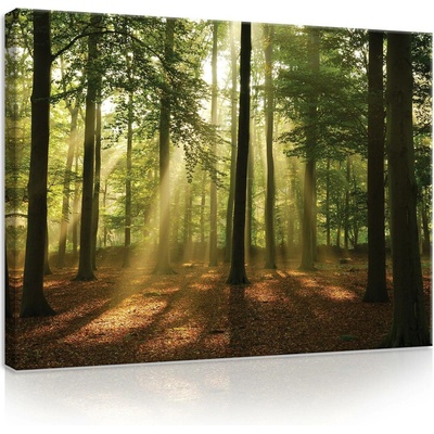 Postershop Obraz na plátně: Slunce v lese (4) - 80x60 cm